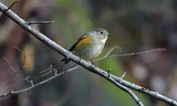 Tipos de glandulas