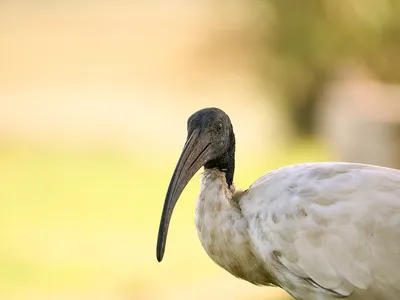 Características de los biomas