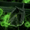 tipos-de-infecciones