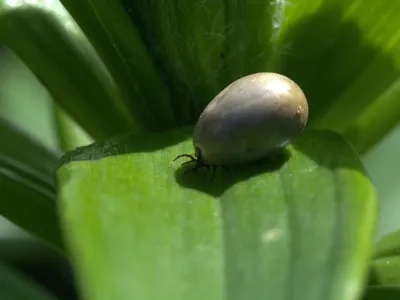causas de la brucelosis