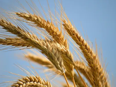Cuáles son los tipos de cereales acorde a su procedimiento