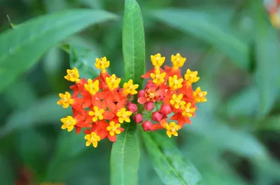Tipos de flores