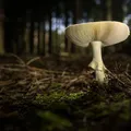 tipos de luz