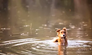 Tipos de perros