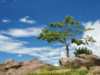 aceite de arbol