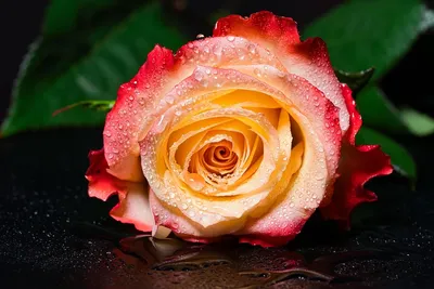 Tipos de flores
