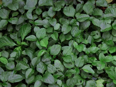 espinaca