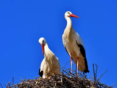 Partes de los huesos largos
