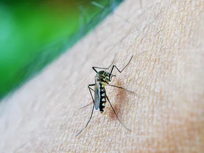 consejos y prevencion del dengue