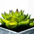 tipos-de-aloe-vera