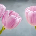 Adverbios de cantidad