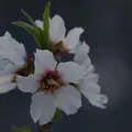 propiedades_almendras