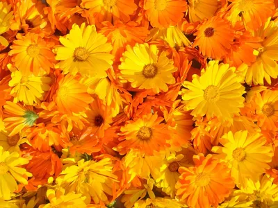 calendula planta especial