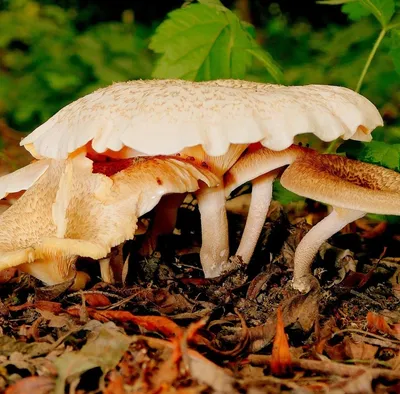 Tipos de glandulas