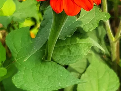 Tipos de flores