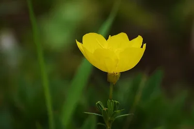 Tipos de flores