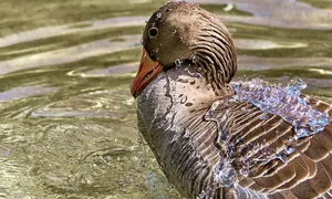 Animales Ovíparos y Vivíparos