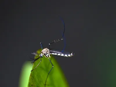 causas del dengue