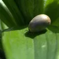 definicion de botulismo