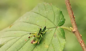 Animales Ovíparos y Vivíparos