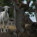 Propiedades de la leche de alpiste