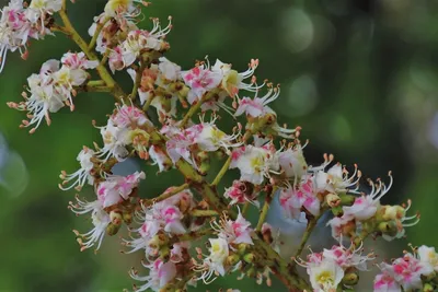 Tipos de flores