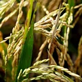 tipos-de-arroz
