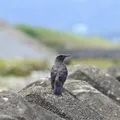 tipo de anticonceptivo