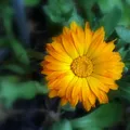 propiedades de la calendula.