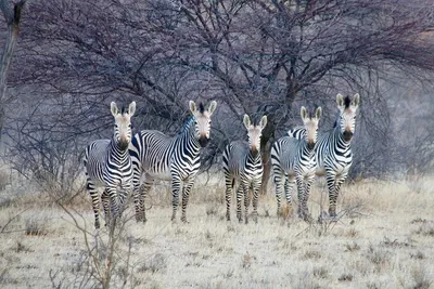 Tipos de caballos