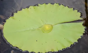 Tipos de cuadriláteros