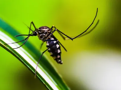 sintomas del dengue