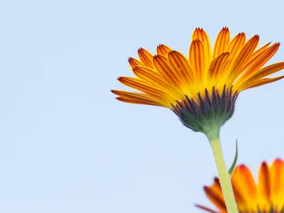 la calendula