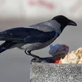 tipos-de-basura