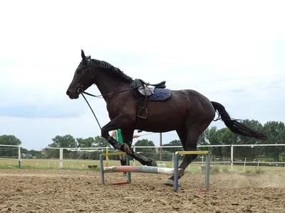 La cola de caballo esta formada por los siguientes componentes