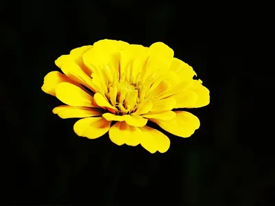 Tipos de flores