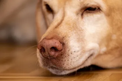 Tipos de perros