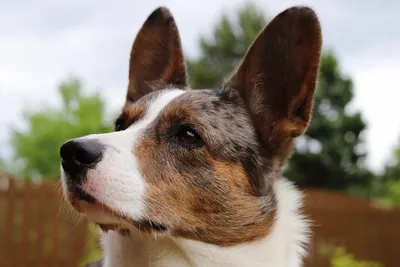 Tipos de perros