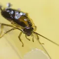 Bacterias anaerobias