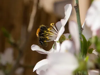Propiedades de la almendra