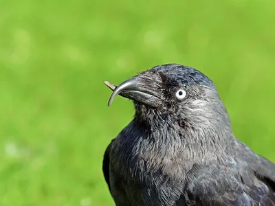 Conducta anormal