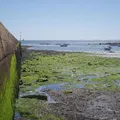 tipos de algas