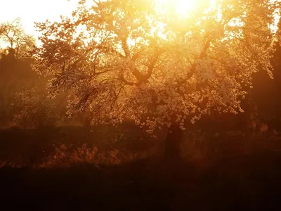 Tipos de almendras.