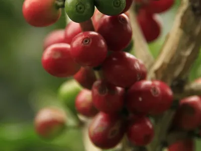 Tipos de café