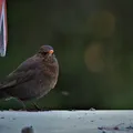 tipos-de-aves