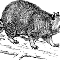 tipo de celula