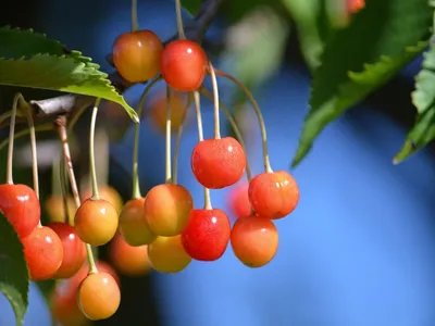 clasificacion de las frutas