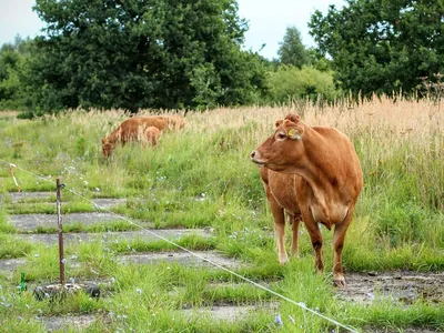 leche de alpiste