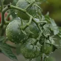 propiedades de los alimentos.