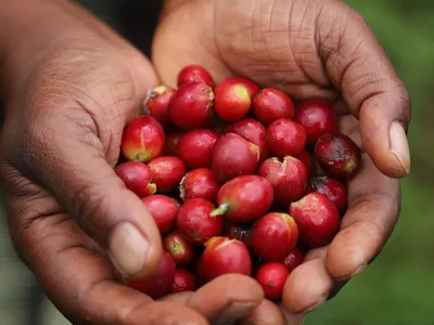 Propiedades del café